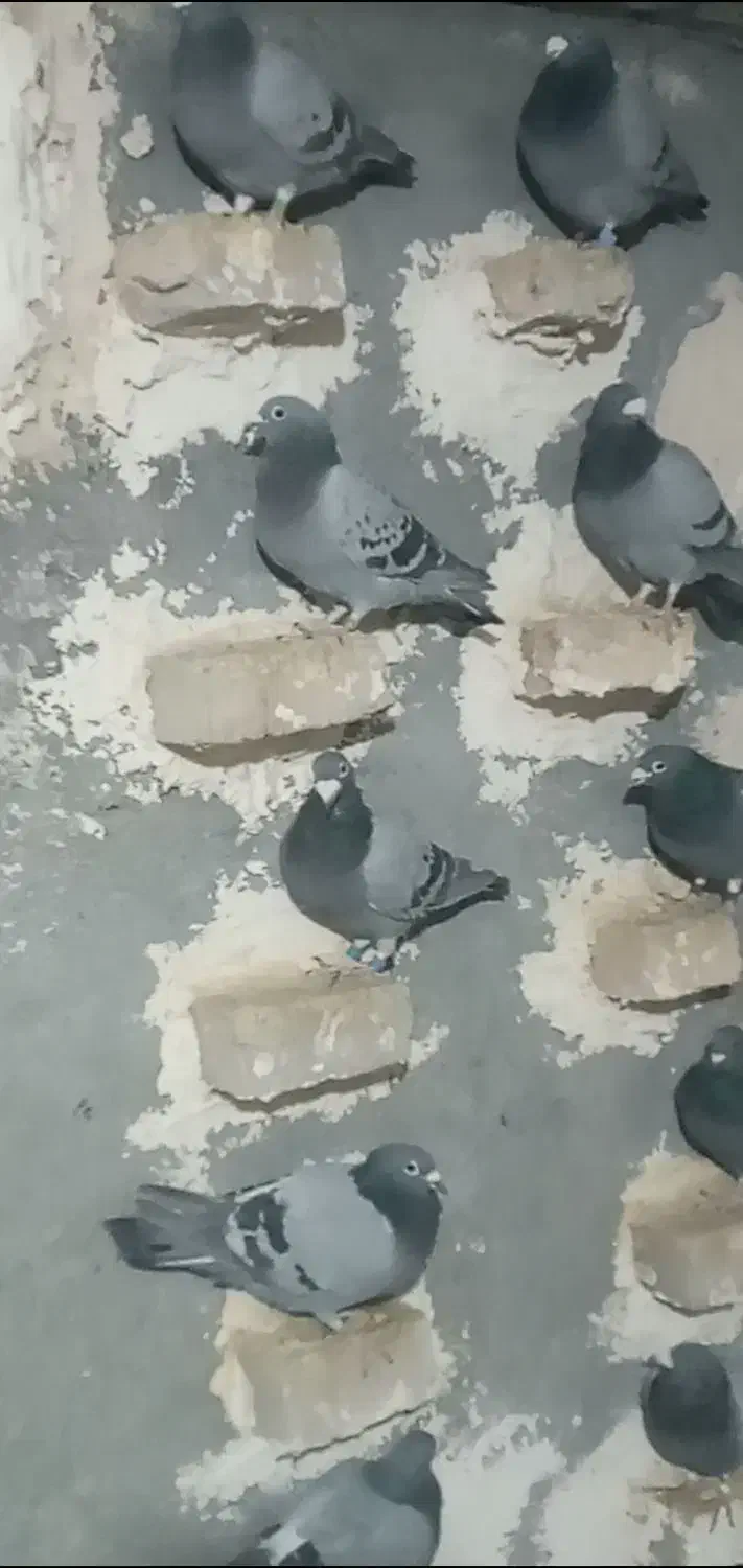 پلاکی|پرنده|بروجرد, |دیوار