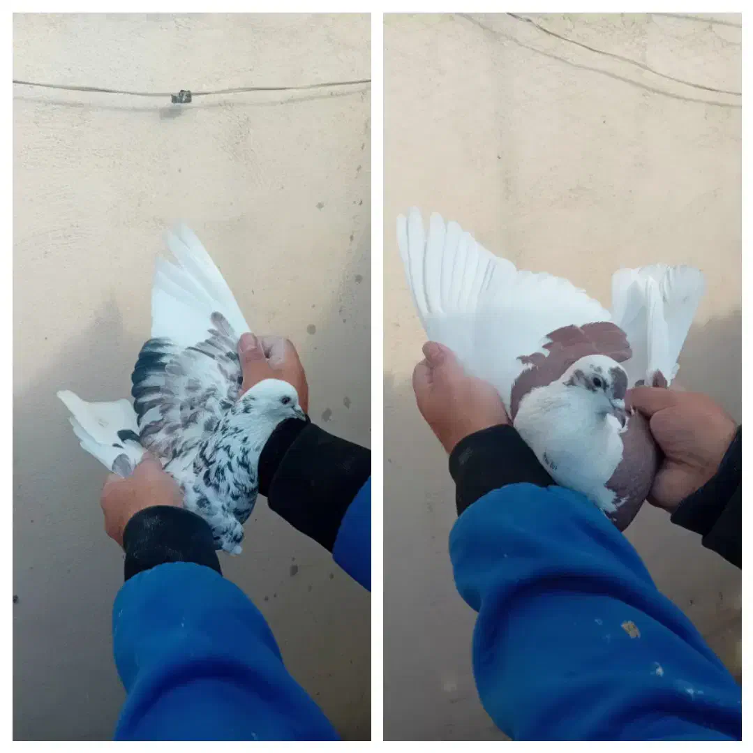 کفتر کبوتر پرشی|پرنده|تهران, وصفنارد|دیوار