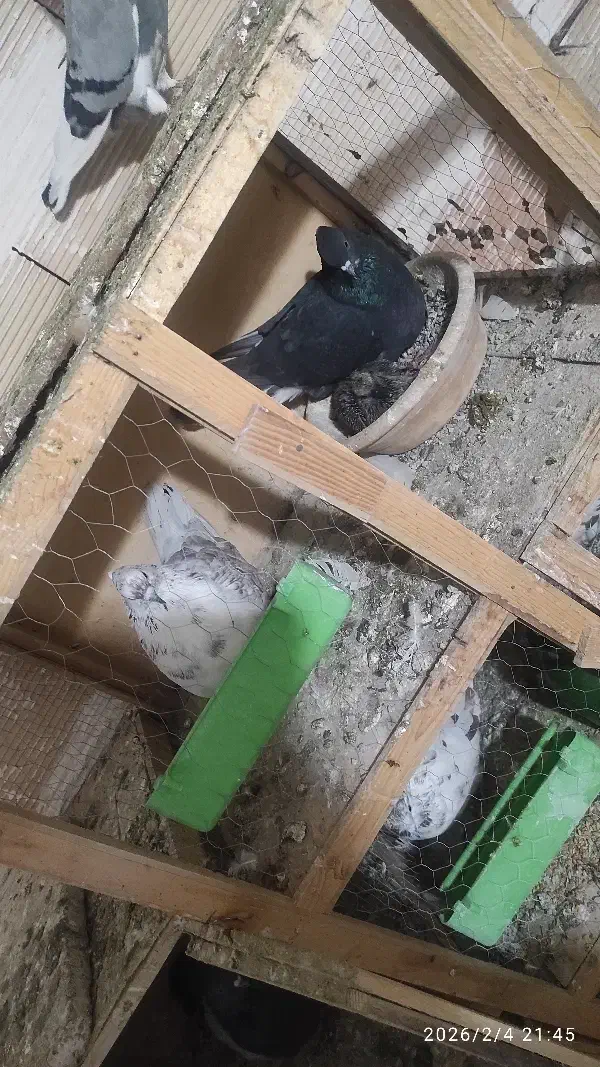 کفتر|پرنده|رباط‌کریم, رباط‌کریم|دیوار