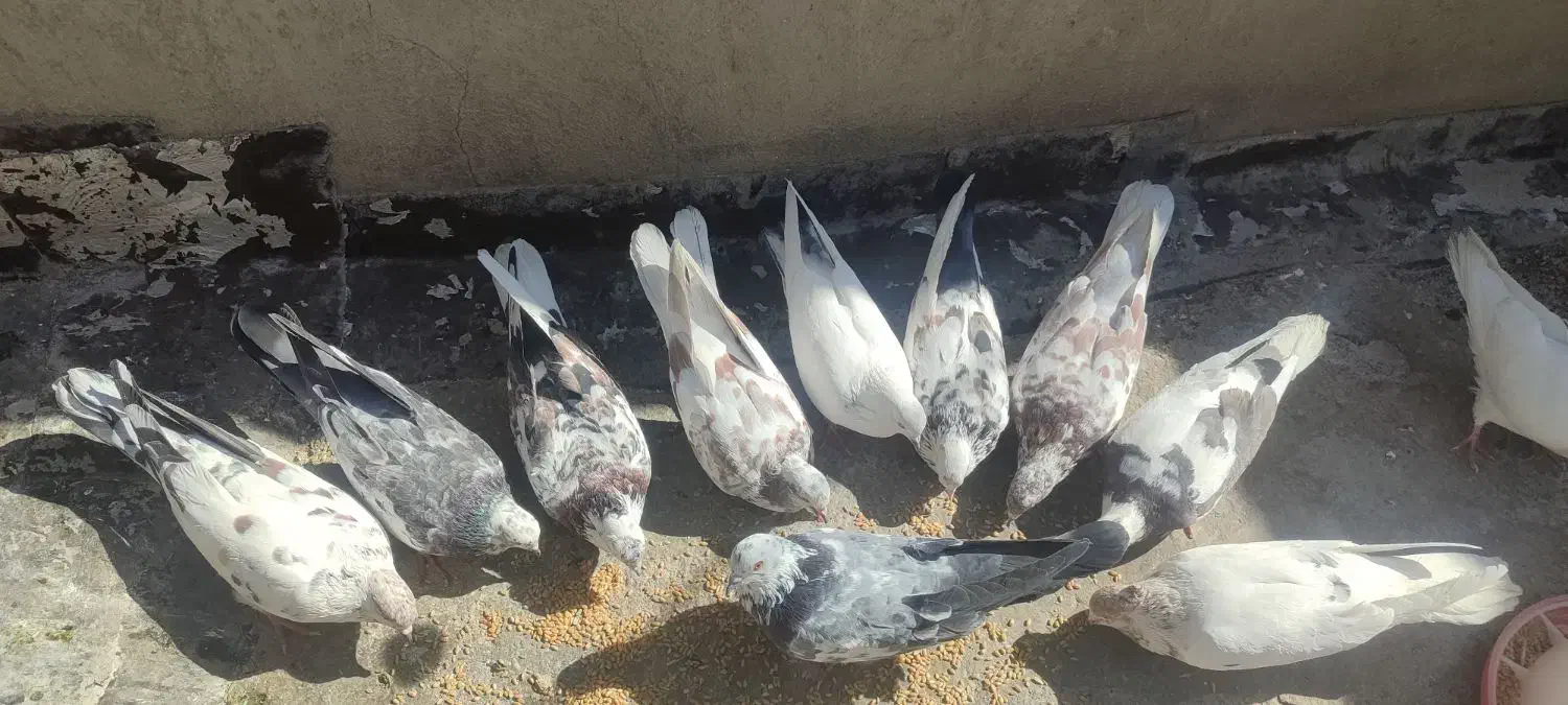 ۱۲عدد کبوتر سرحال و دوری|پرنده|چوار, |دیوار