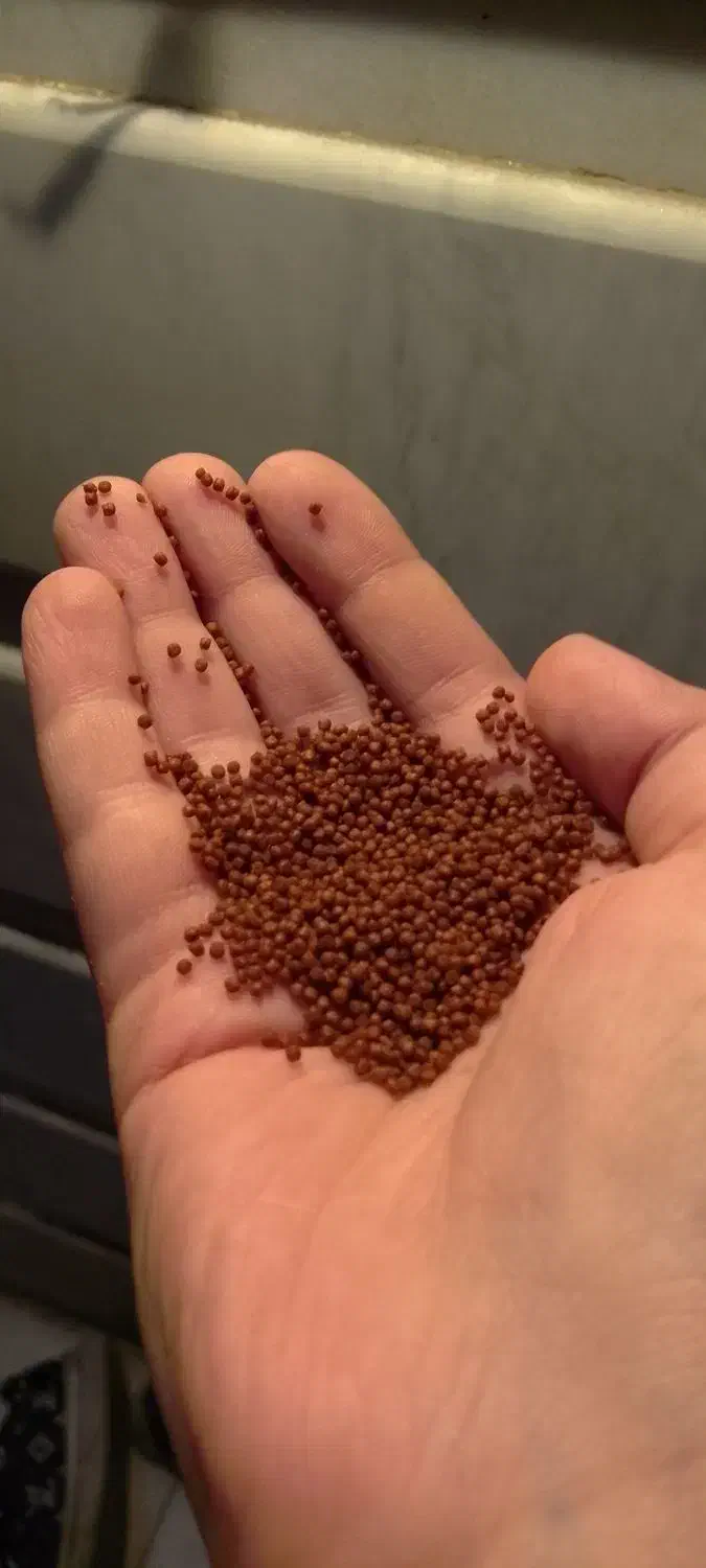 ماهی قرمز تکی|ماهی|زاهدان, |دیوار