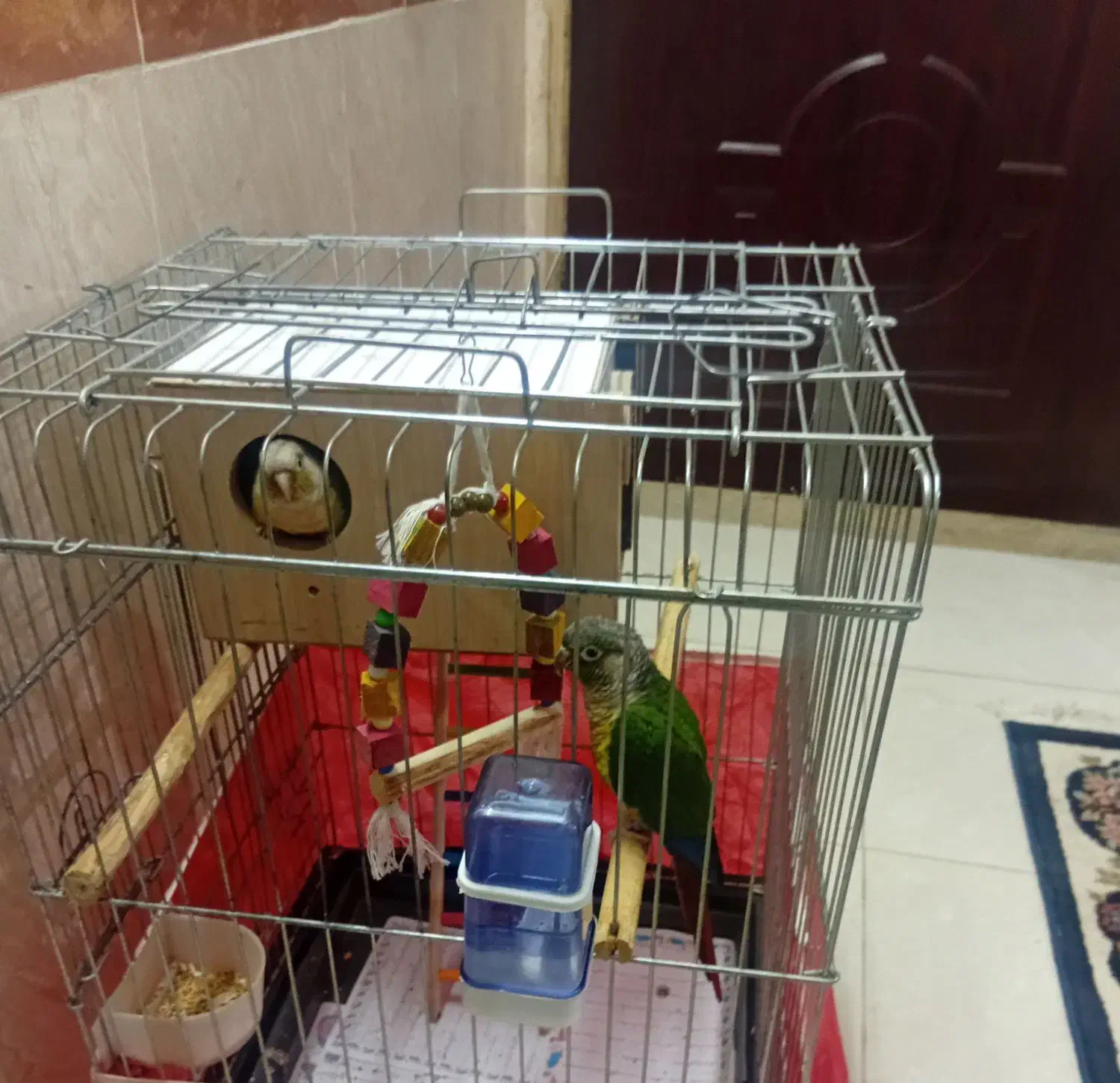 پرنده|پرنده|فشاپویه, |دیوار