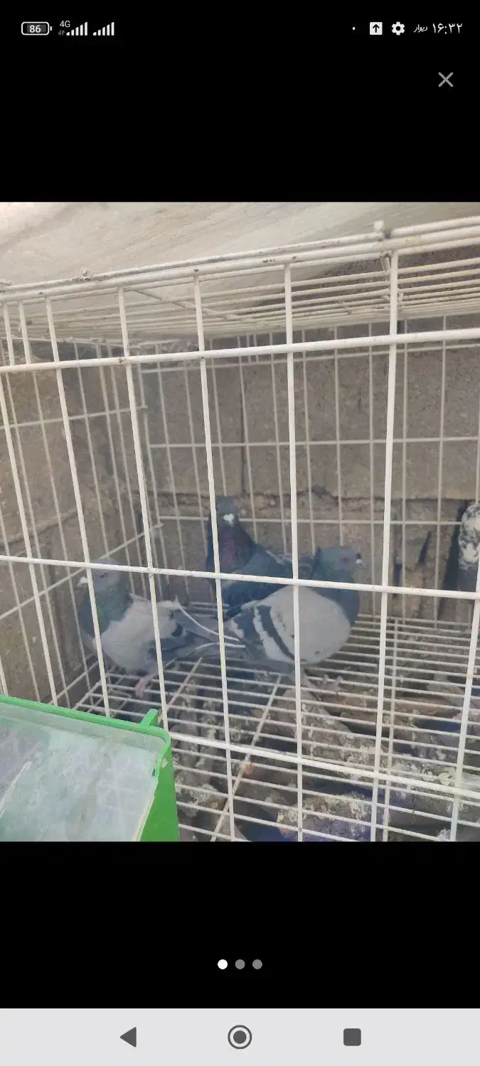 کفتر سوسکی پرشی|پرنده|یاسوج, |دیوار