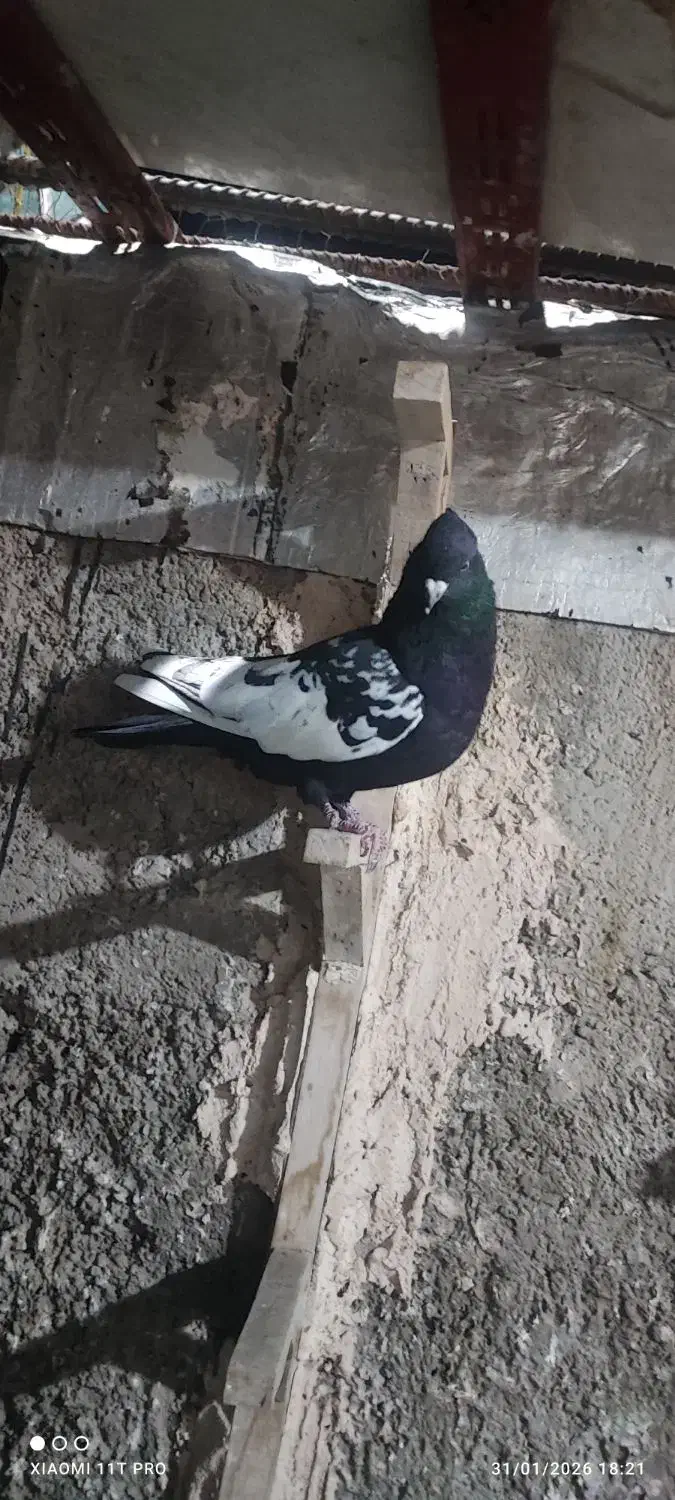 کفتر سینه سیاه|پرنده|فسا, |دیوار