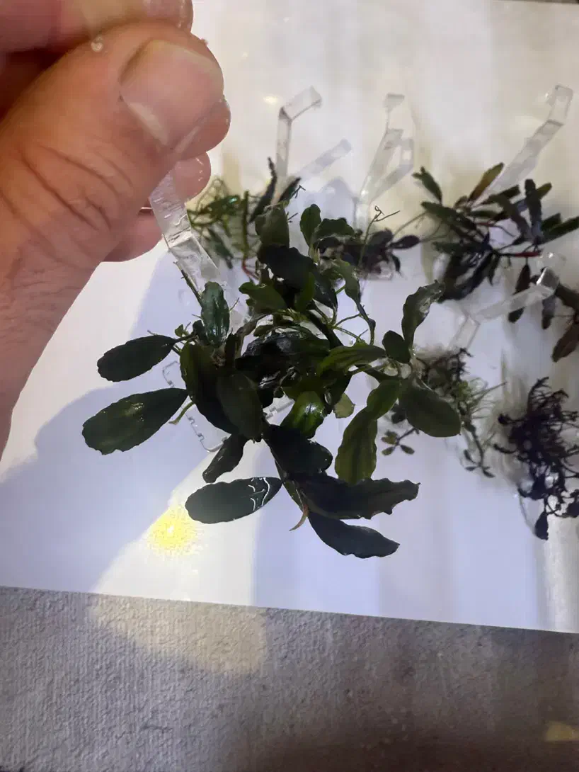 گیاه اکواریوم باسفلاندرا بوسفلاندرا انابیاس|ماهی|تهران, بریانک|دیوار