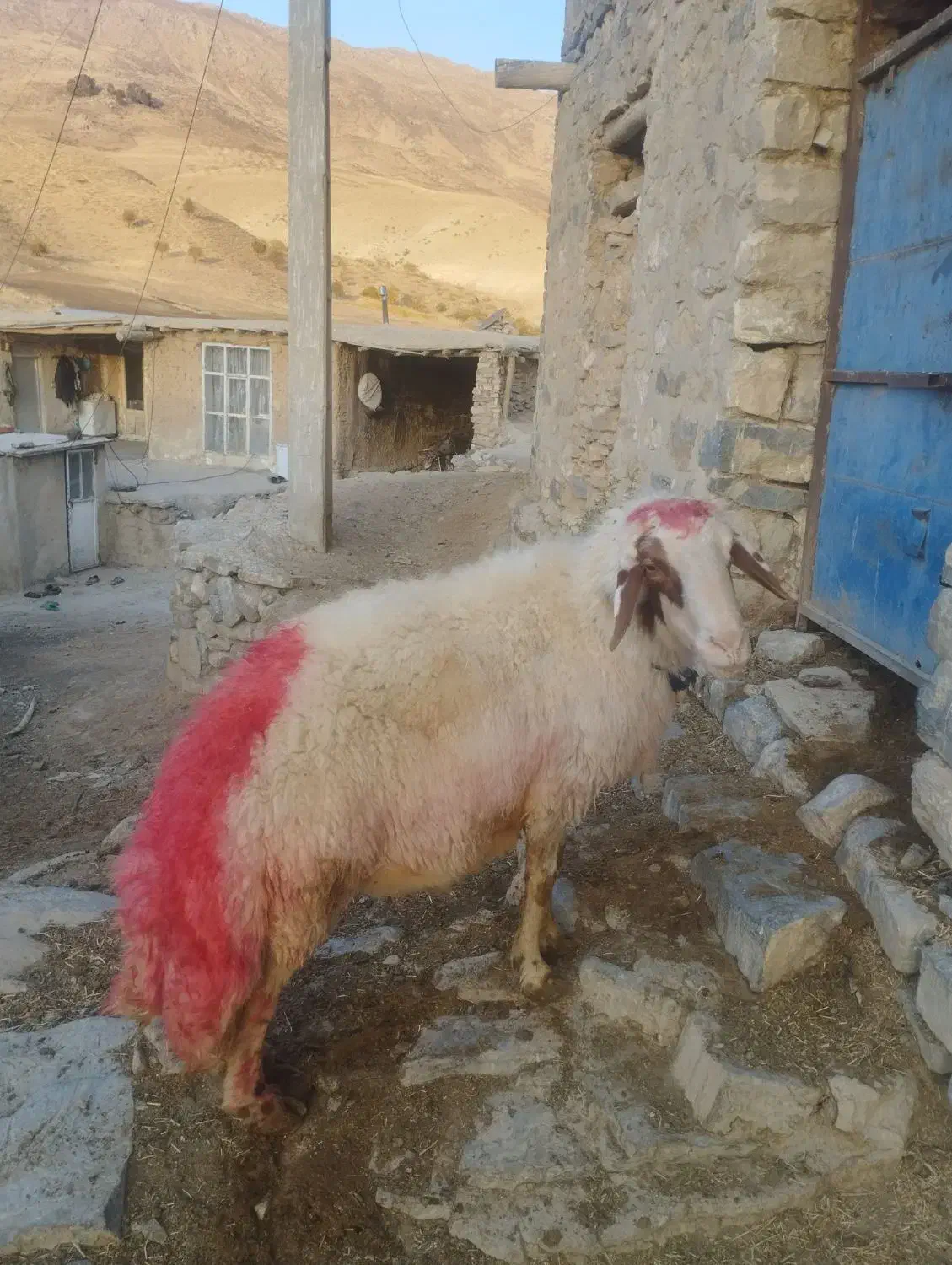 قوچ سنجابی|حیوانات مزرعه|شیروان (لرستان), |دیوار