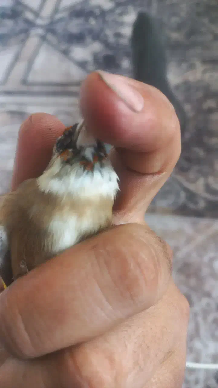 سهره عتیقه|پرنده|پاکدشت, حصار امیر|دیوار