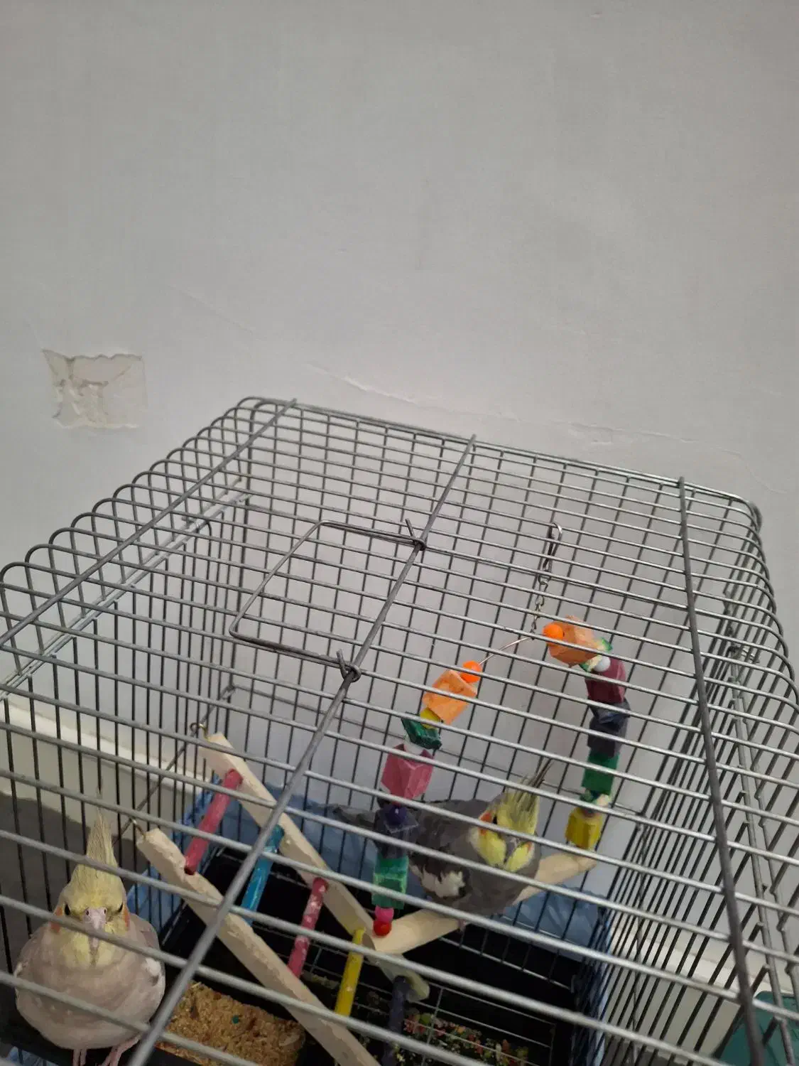 عروس هلندی دستی|پرنده|گلستان (تهران), |دیوار