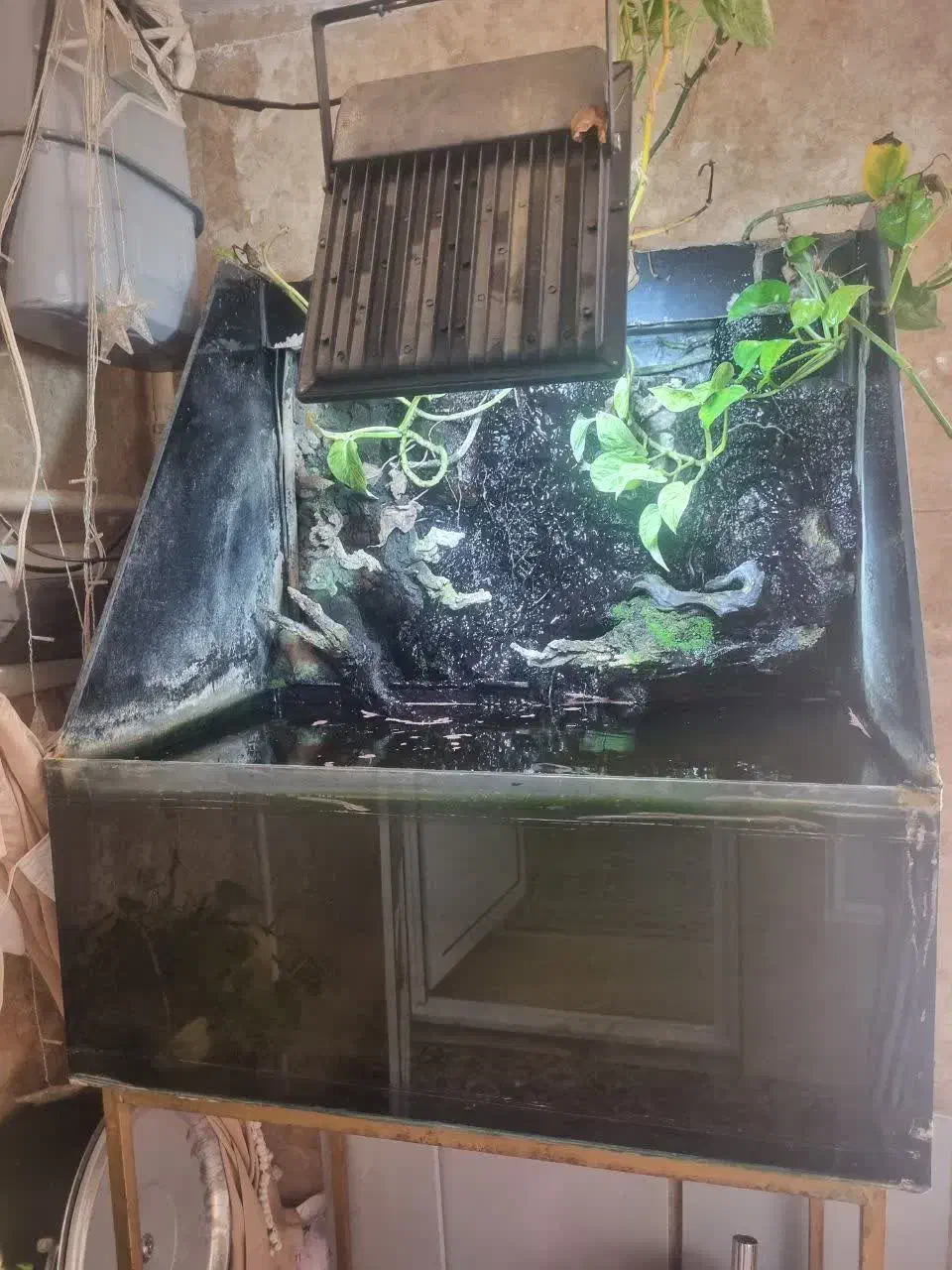 اکواریوم ) پالاداریوم|ماهی|ری, فیروزآبادی|دیوار