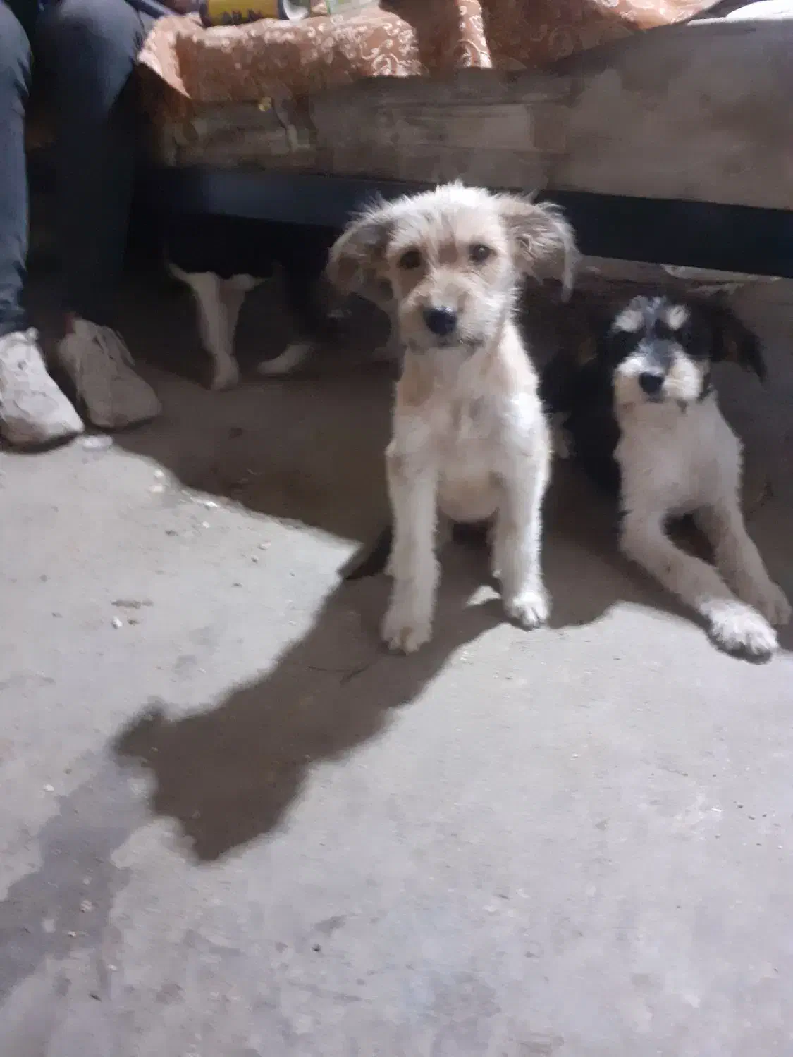 سگ ماده ازنژاداشپیتز۴تا|سگ|اراک, |دیوار