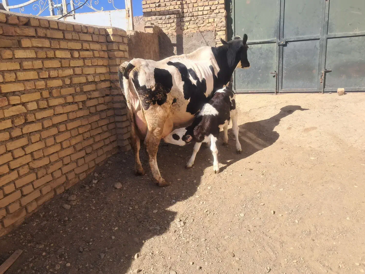 گاو شیری با گوساله ماده|حیوانات مزرعه|قیدار, |دیوار