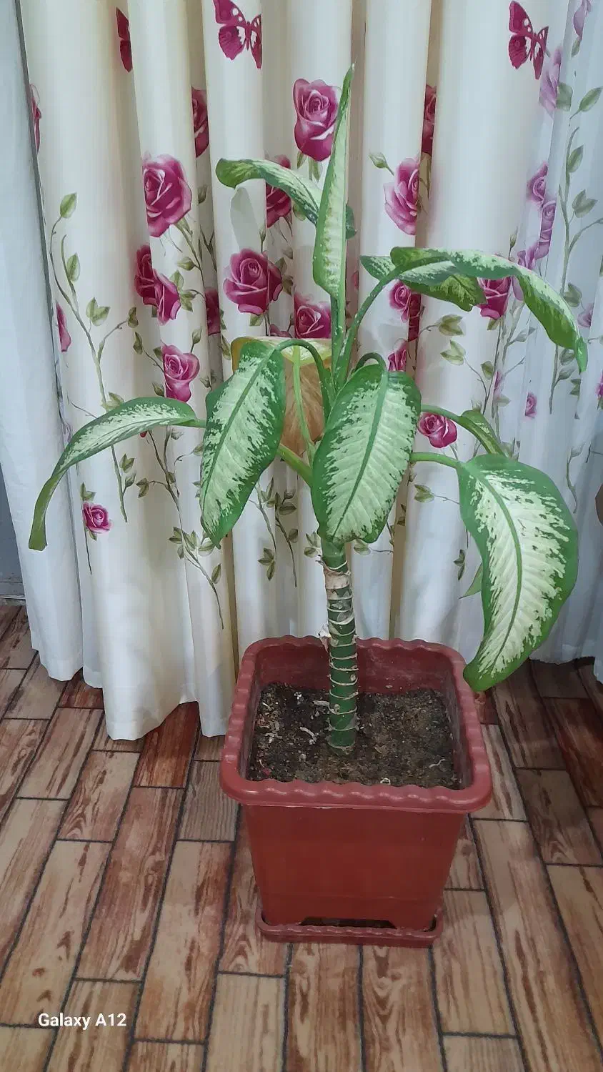 گل دیفن|گل و گیاه طبیعی|کازرون, |دیوار