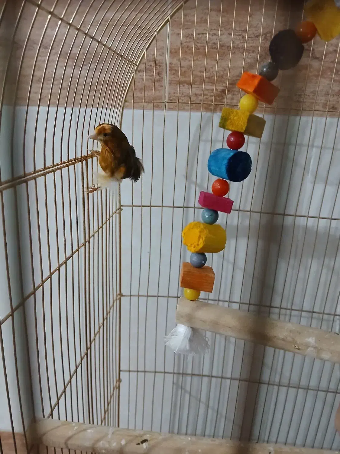 قناری|پرنده|تربت جام, جامی|دیوار