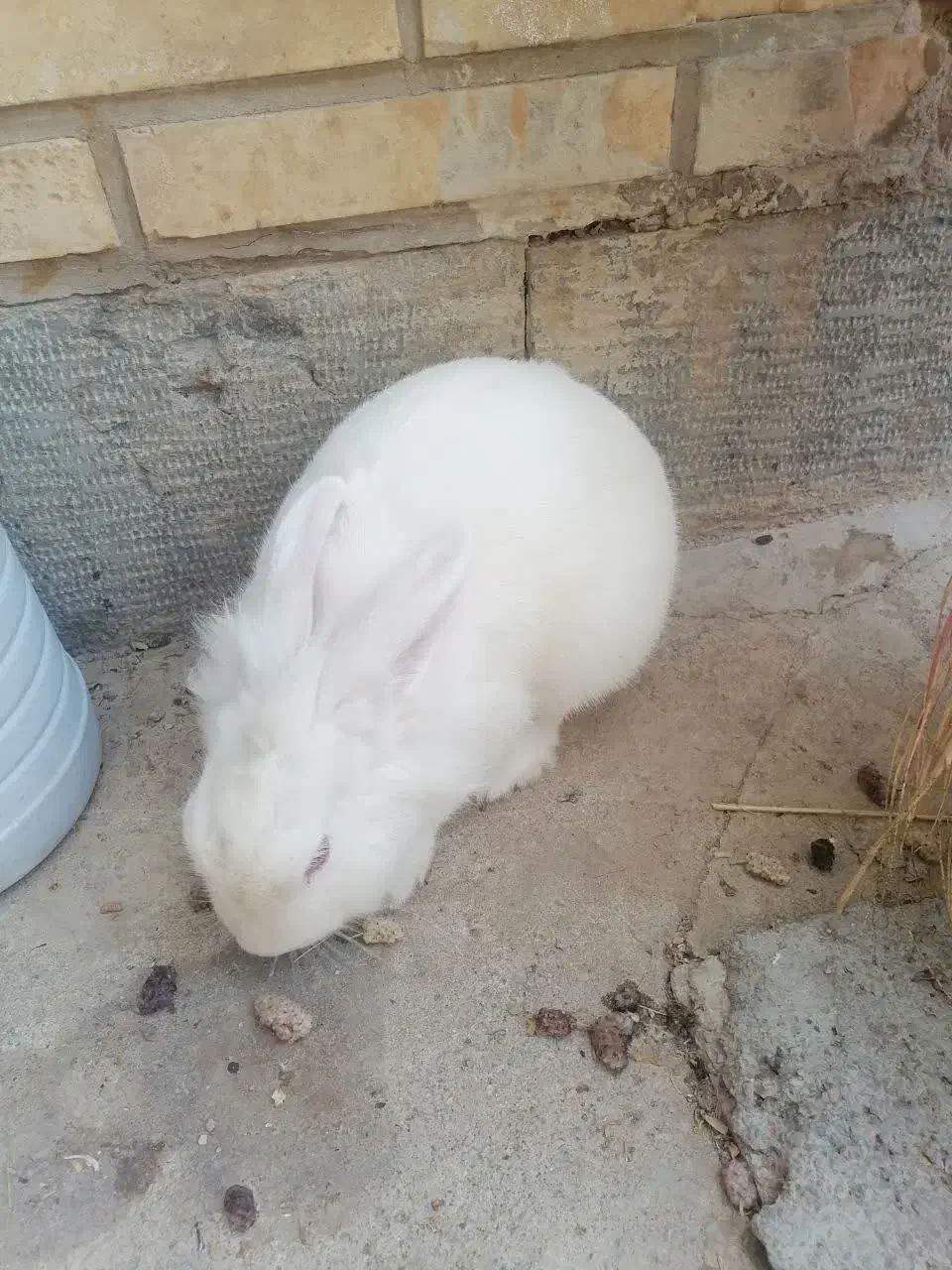 خرگوش|موش و خرگوش|شهرضا, |دیوار