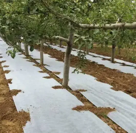 پلاستیک مالچ روی زمینی|عمدهفروشی|شیراز, شهرک صنعتی شیراز|دیوار