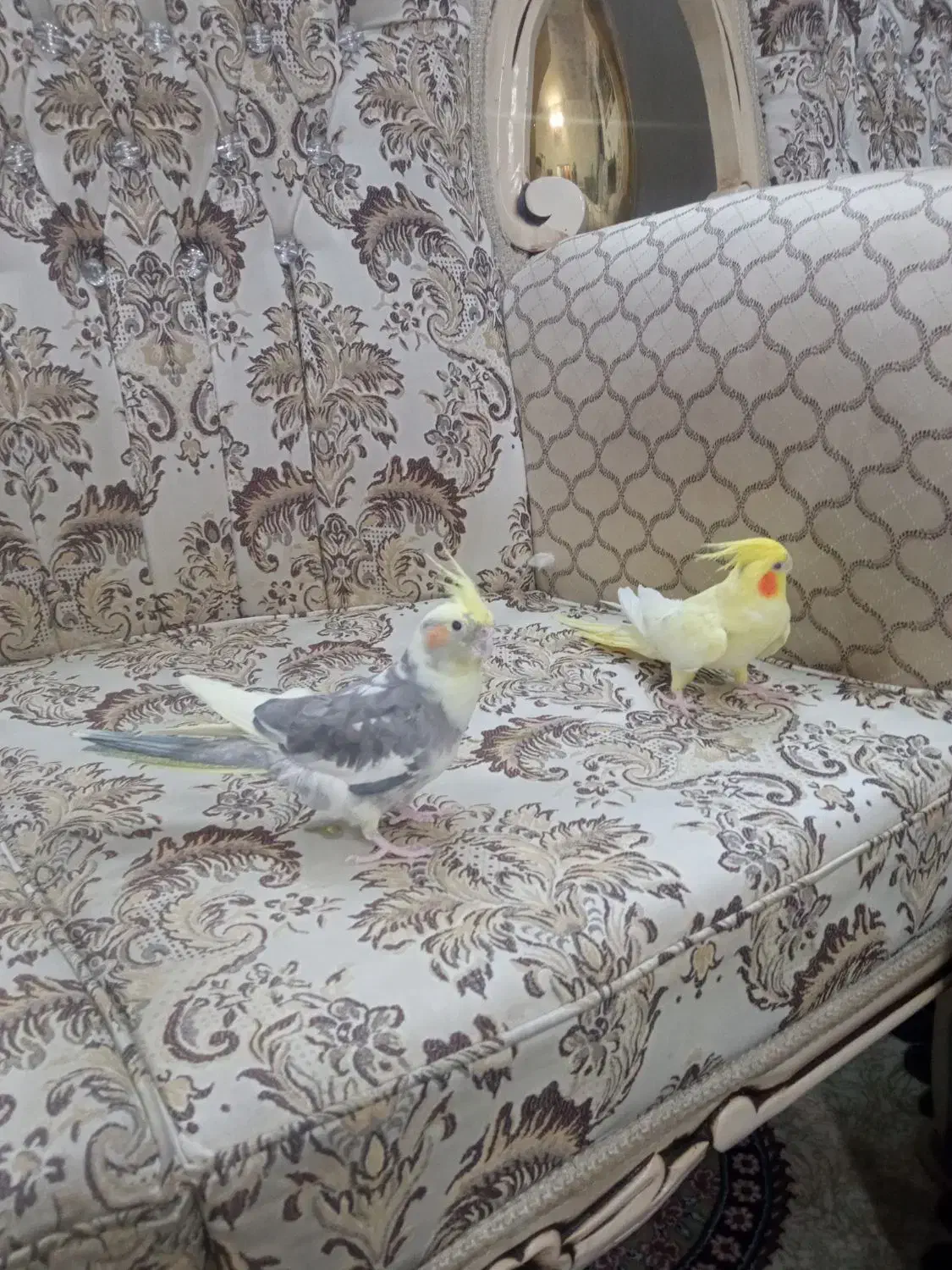 عروس هلندی|پرنده|مشهد, گلبرگ شمالی|دیوار