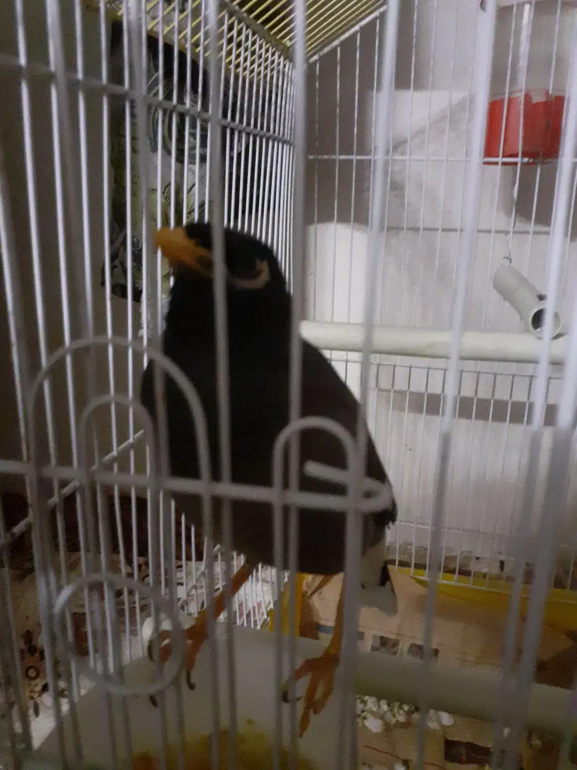 مینا رام سخنگو ۱۰ کلمه|پرنده|محمدیه-قزوین, |دیوار