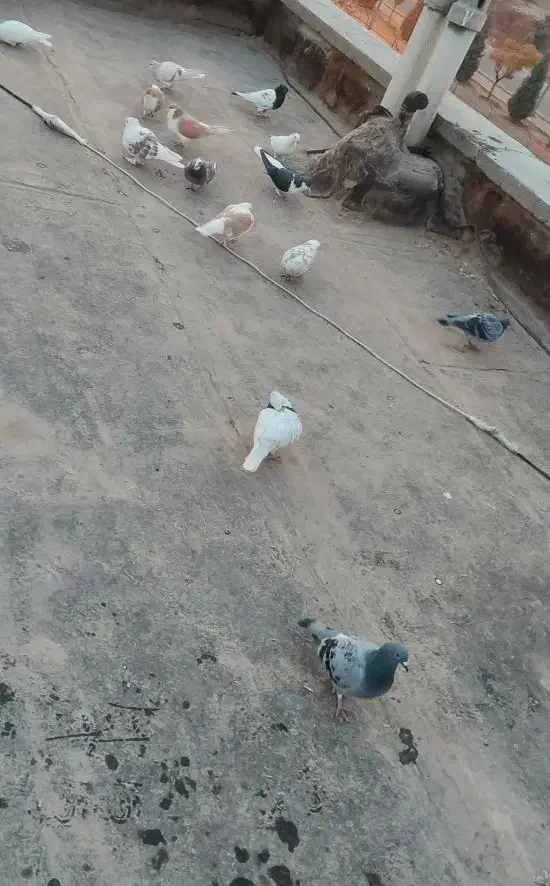 کفتر|پرنده|مشهد, کاظم آباد|دیوار