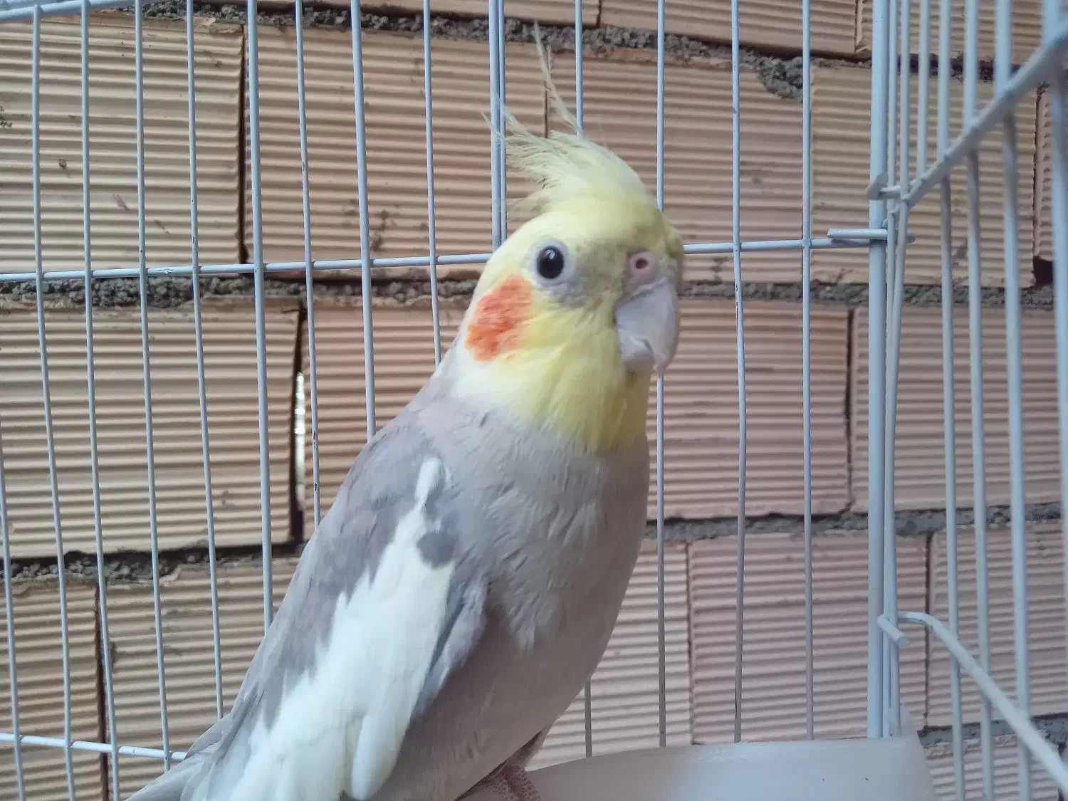 یک جفت عروس هلندی نر و ماده|پرنده|تهران, نازیآباد|دیوار