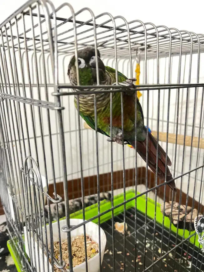 گرینچیک دستی سخنگو|پرنده|قدس, شهر‌قدس|دیوار