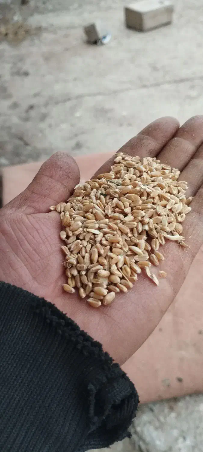 گندم آبی|عمده‌فروشی|ملک‌آباد, |دیوار