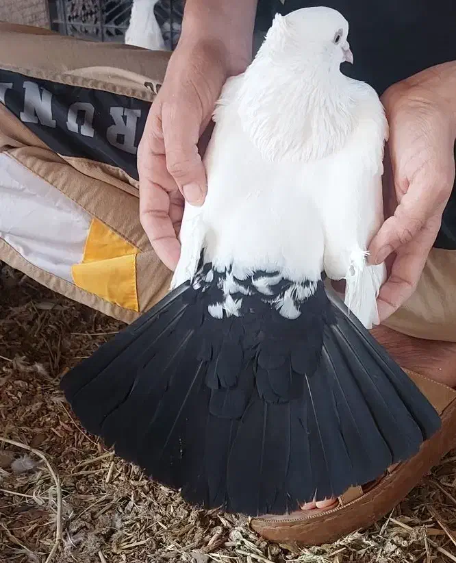 دمبی|پرنده|کرخه, |دیوار