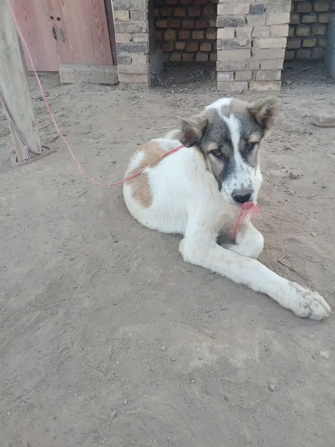 سگ آلابای فوروشی|سگ|انبارآلوم, |دیوار