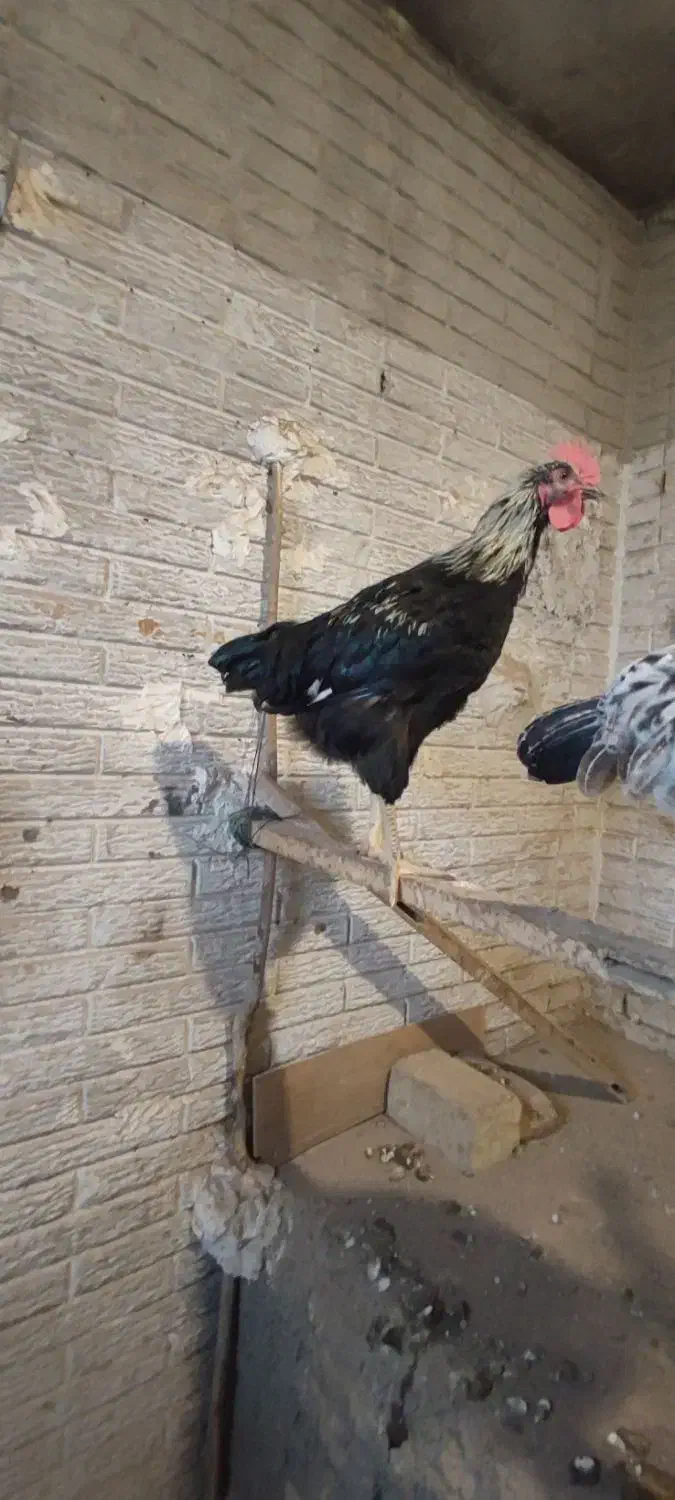 خروس مشکی|حیوانات مزرعه|رباط‌کریم, حصار مهتر|دیوار