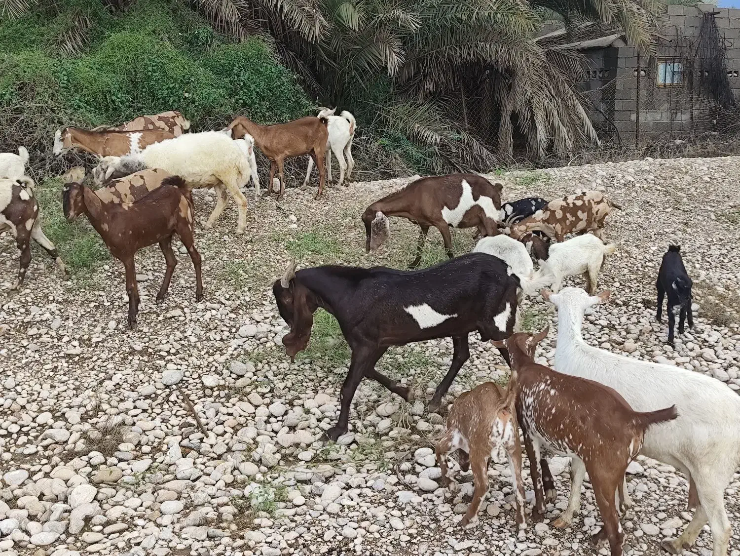 نری پاکستانی ..‌|حیوانات مزرعه|قلعه قاضی, |دیوار