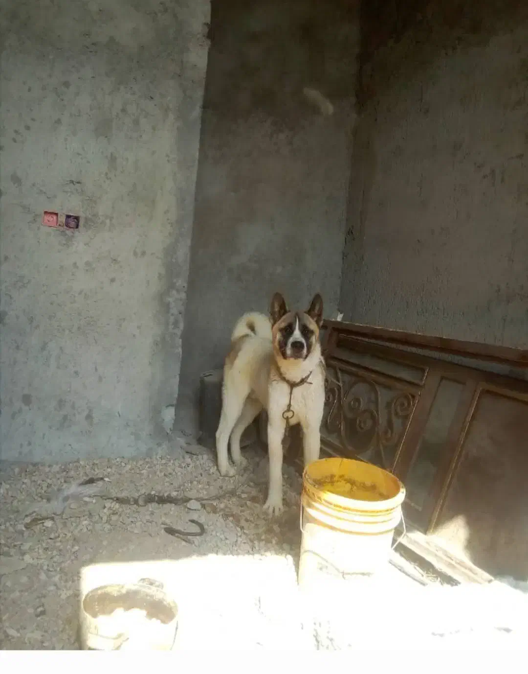 سگ گم شده|حیوانات|برازجان, |دیوار