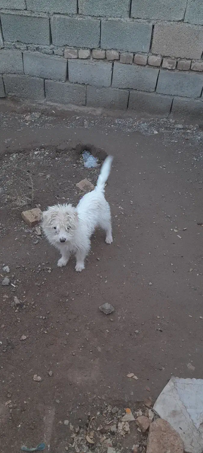 سگ شیتزو|سگ|میان جلگه, |دیوار