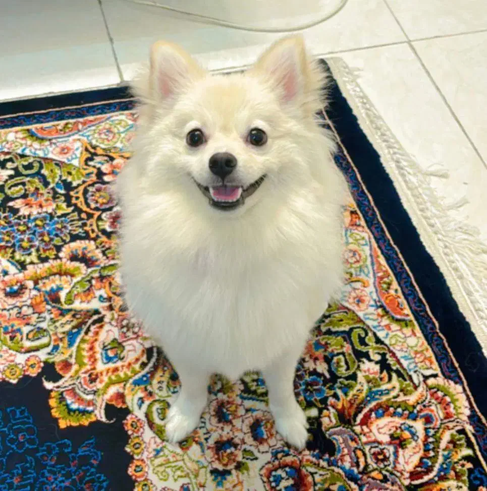 سگ پامرانین|سگ|تهران, توحید|دیوار