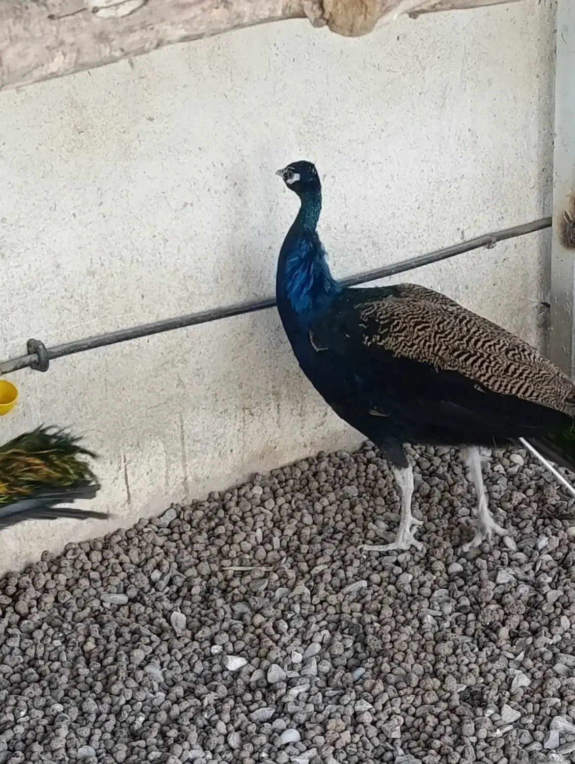 طاووس|پرنده|مشهد, شهید بهشتی|دیوار