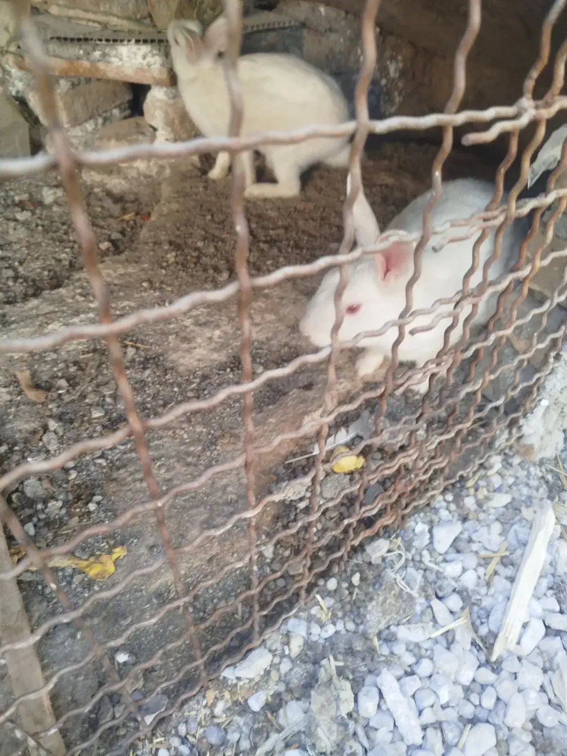 خرگوش نر بالغ .۱۲۰|موش و خرگوش|جلین, |دیوار