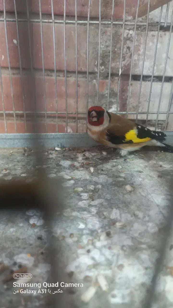 سهره رسمی خفن|پرنده|شاهرود, |دیوار