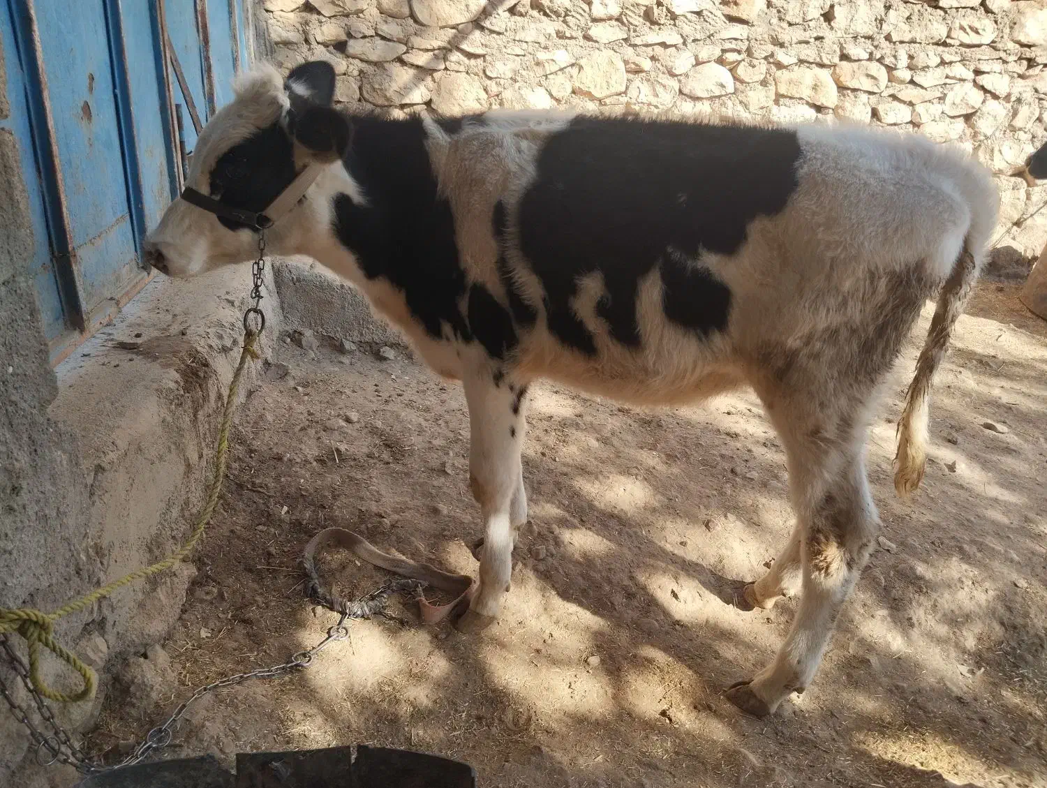 گوساله ماده|حیوانات مزرعه|دهدشت, |دیوار