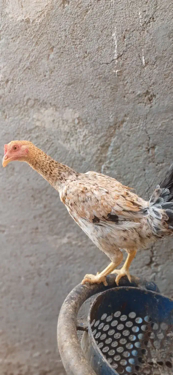 یه مرغ و دو نوچه را میفروشم|حیوانات مزرعه|کرباسک, |دیوار