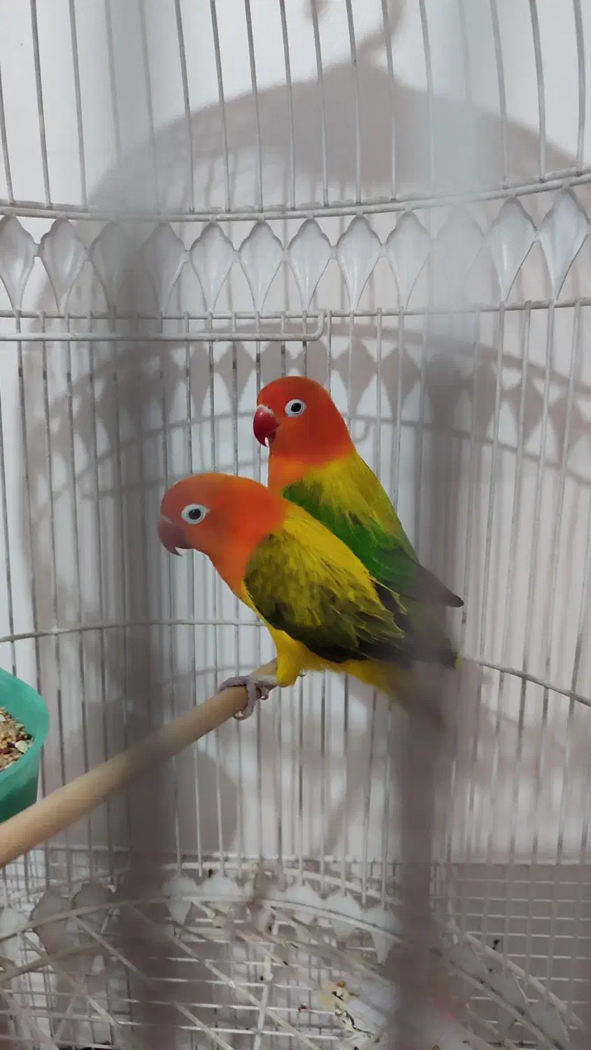 کوتوله وعروس هلندی|پرنده|مشهد, ایثار|دیوار