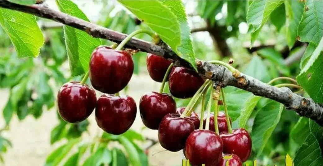 تولید نهال گیلاس پایه کوتاه گزیلا|خدمات باغبانی و درختکاری|دیلمان, |دیوار