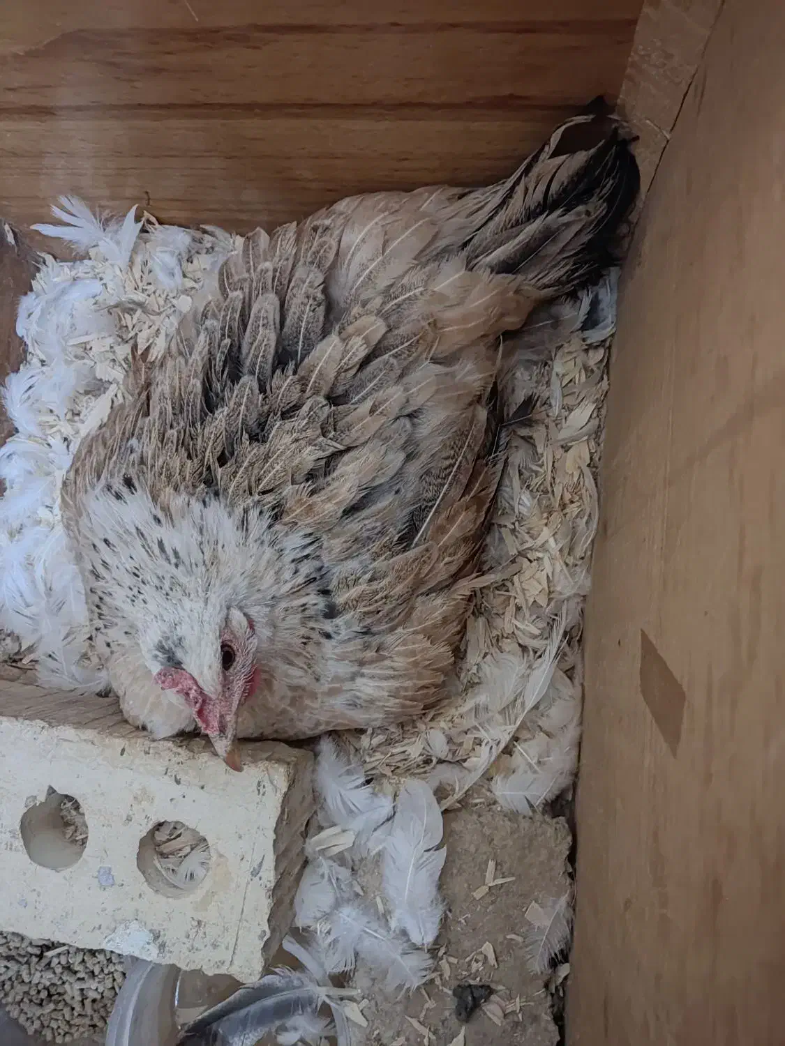 مرغ کرک|حیوانات مزرعه|شیراز, کوشک میدان|دیوار