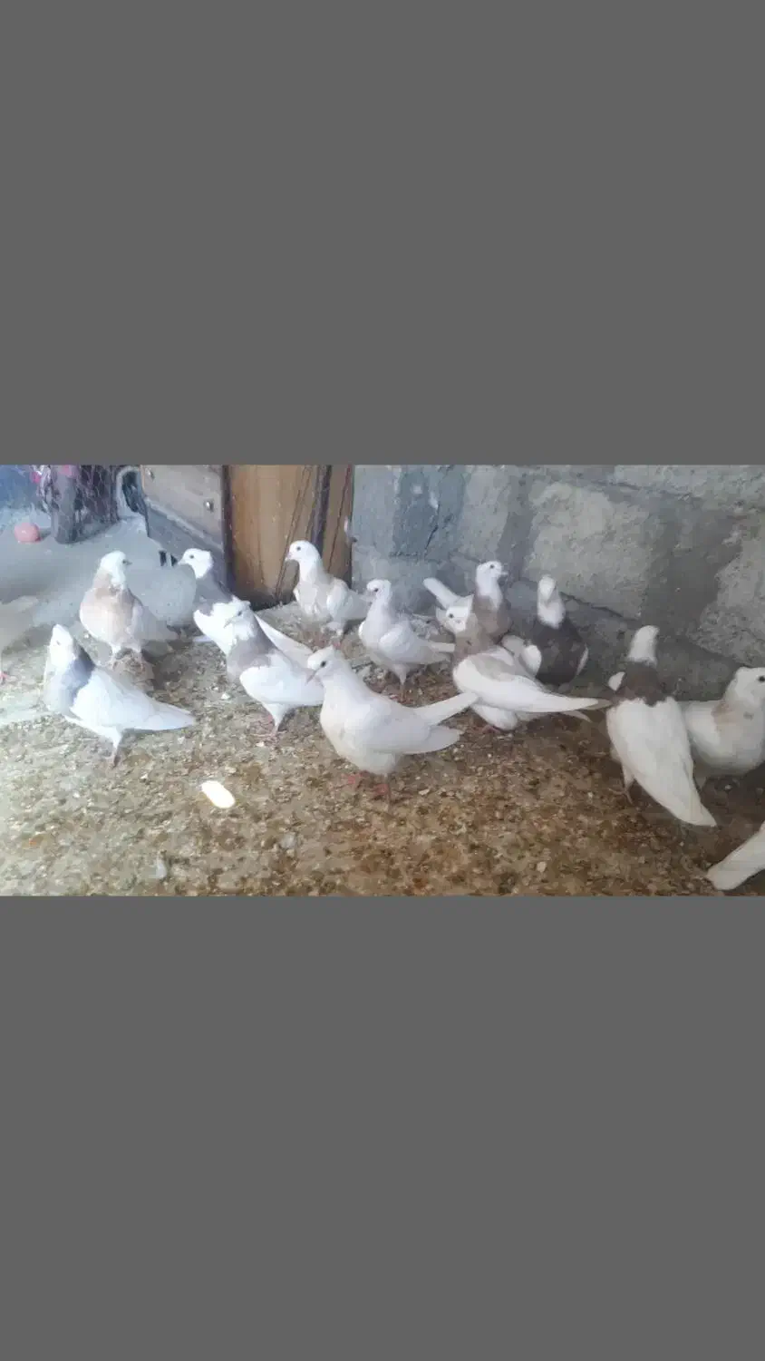 فروش|پرنده|لار, |دیوار