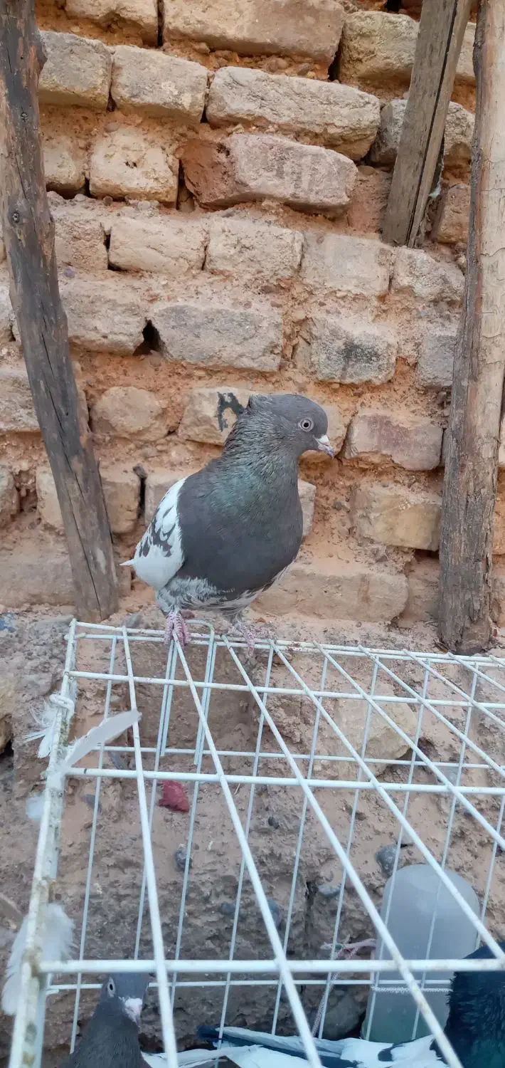 کبوتر کله سرکه ای|پرنده|مرودشت, ثبت احوال|دیوار