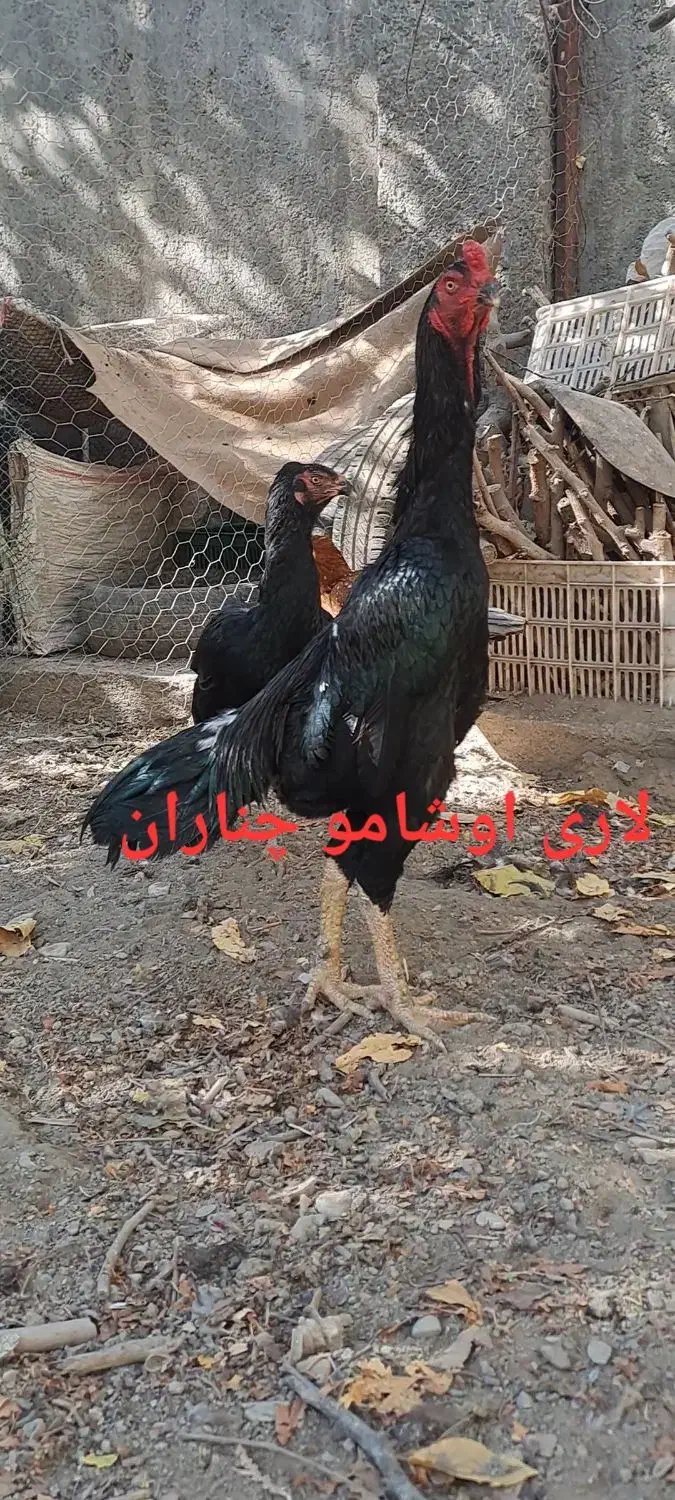 تخم مرغ نطفه دار اصل لاری اوشامو افغان|حیوانات مزرعه|چناران, |دیوار