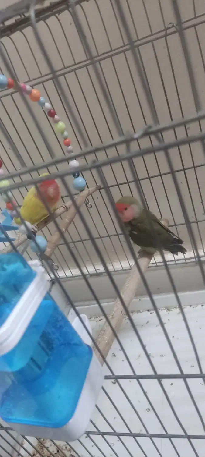 طوطی برزیلی|پرنده|ری, ظهیرآباد|دیوار