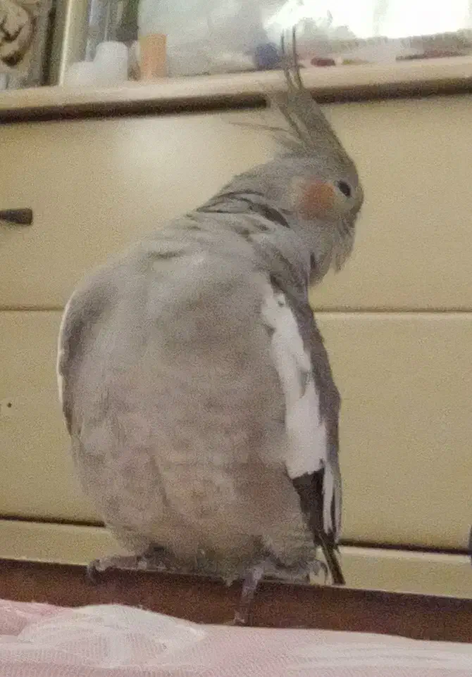 عروسی هلندیم گمشده|پرنده|بندر گناوه, |دیوار