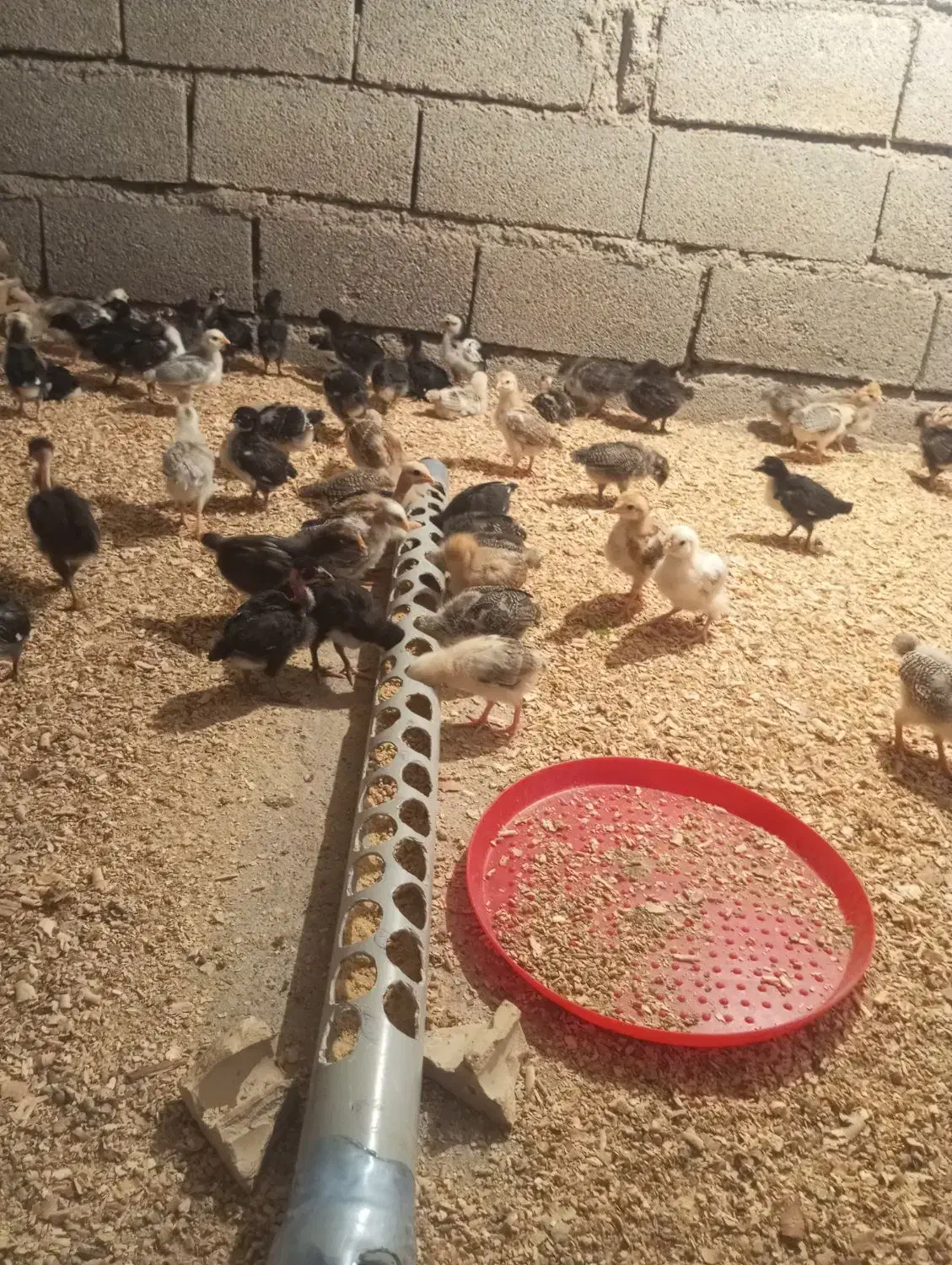 جوجه مرغ گلین گردن لخت سالم سالم واکسن خورده|حیوانات مزرعه|اندیمشک, |دیوار