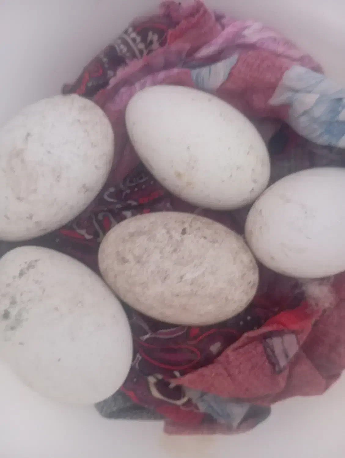 تخم غاز|حیوانات مزرعه|پارس‌آباد, |دیوار