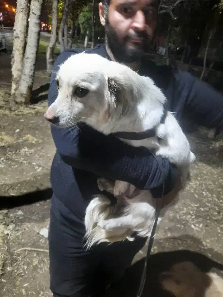 سگ پیدا شده|حیوانات|تهران, سبلان (لشگر)|دیوار