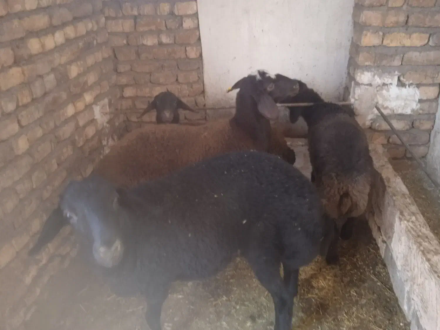 بره افشار|حیوانات مزرعه|حبیب آباد, |دیوار