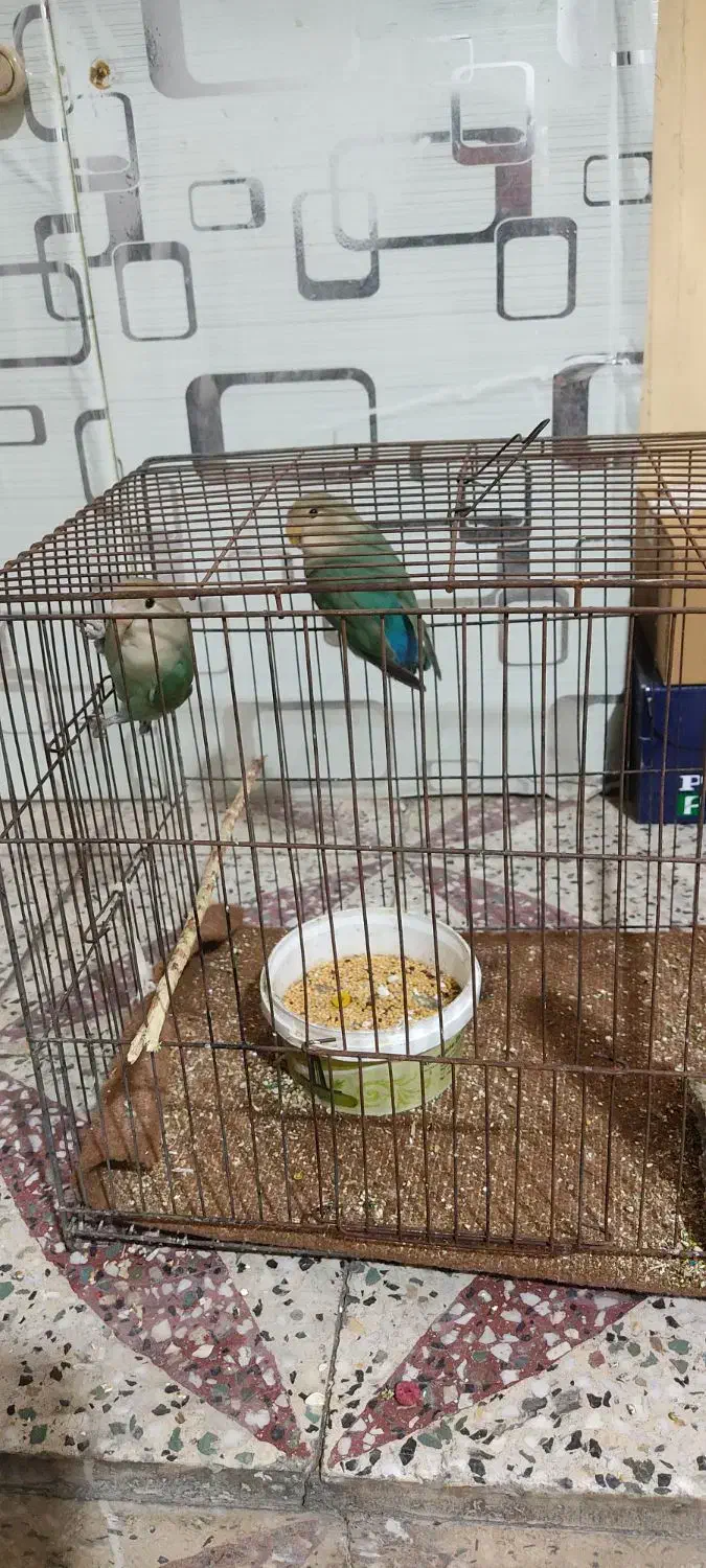 طوطی کتوله|پرنده|دزفول, |دیوار